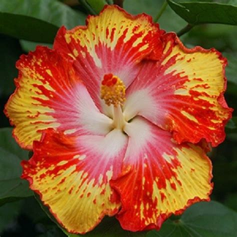 10 Rare Orange Red Hibiscus Seeds Giant Dinner Plate Flower Garden ...