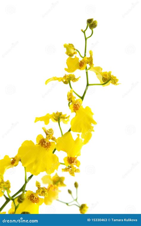 Bright Yellow Oncidium Orchid Stock Photos - Image: 15330463