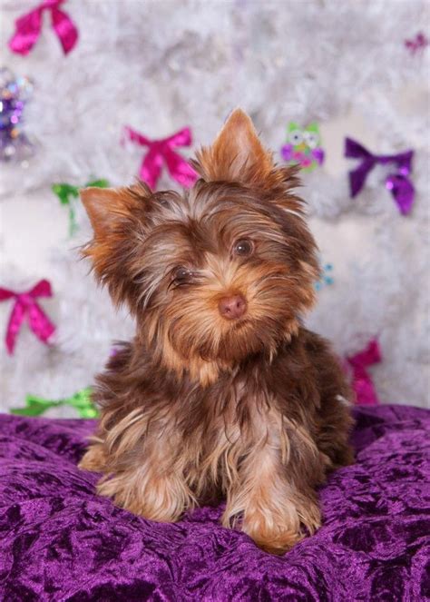 Chocolate Yorkie #yorkies | Yorkshire terrier puppies, Yorkshire ...