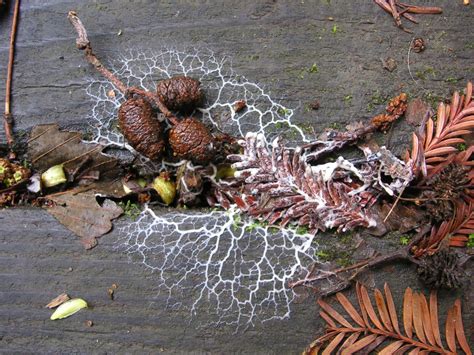 Nature ID: unidentified white slime mold ~ 03/03/14 ~ Purisima Creek