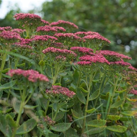 Sedum telephium 'Herbstfreude' (Fetthenne)