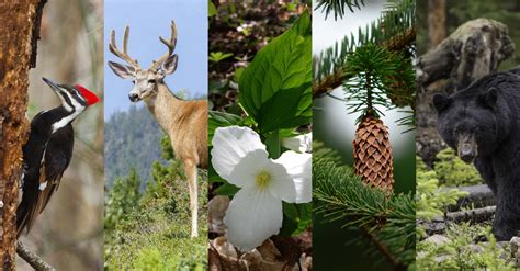 Workshop: Ecological Forestry 101: Intro to Silviculture and Wildlife – June 4 & 11 - Northwest ...