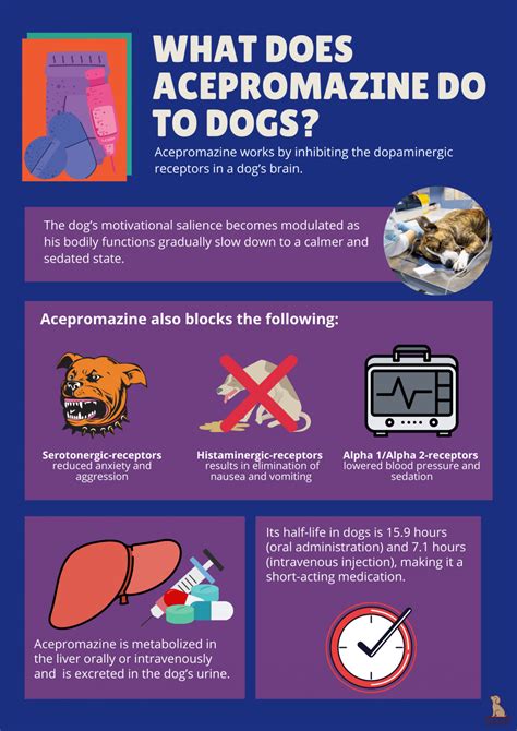 Everything You Need To Know About Acepromazine For Dogs | Bark For More