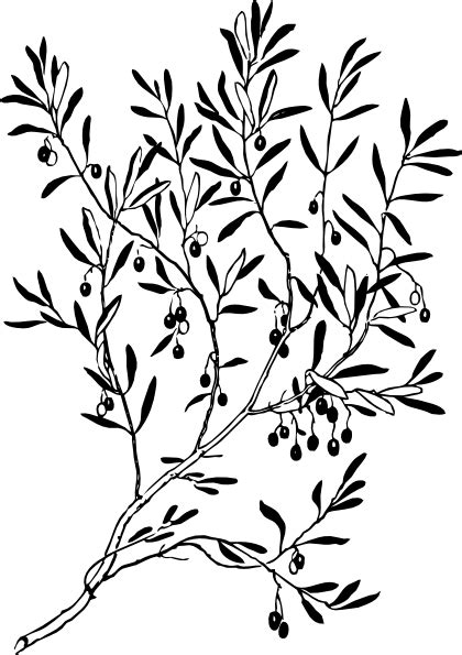 Clip Art Olive Tree - ClipArt Best