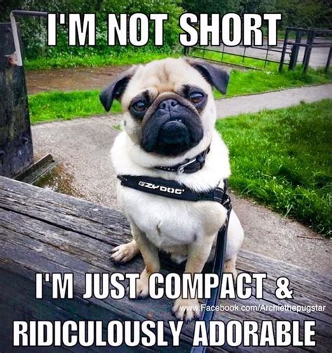 Pug meme! Funny Dog Memes, Funny Animal Jokes, Funny Animal Pictures, Cute Funny Animals, Funny ...