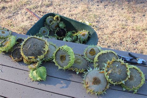 Down by the Creek: Sunflower Harvesting