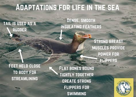 Adaptations for life in the sea - Yellow-eyed Penguin Trust