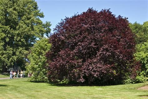 Purple-Leaf Plum Trees – Growing, Care, & 6 Common Varieties | Garden Design