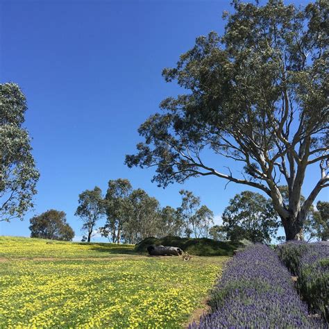 LYNDOCH LAVENDER FARM (2024) All You Need to Know BEFORE You Go (with Photos)