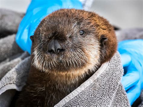 Sea Otter Pups | Babies! | Aquarium of the Pacific