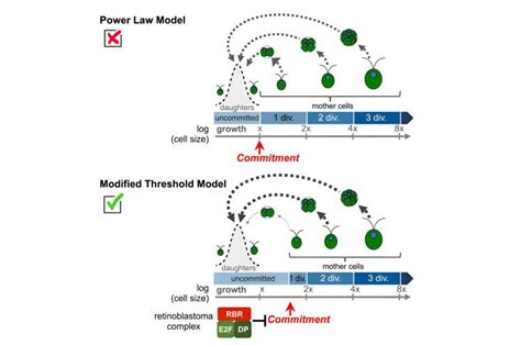 How green algae count cell divisions illuminates key step needed for the evolution of ...