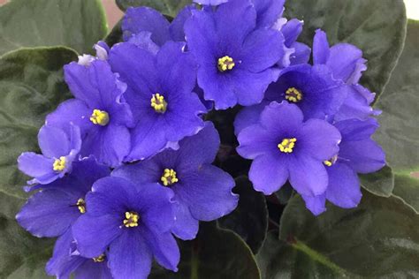 How to Grow and Care For African Violets | Gardener’s Path