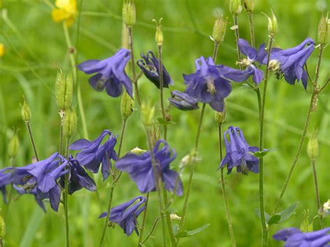 Aquilegia vulgaris - European Columbine | World of Flowering Plants