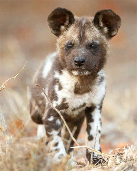 African Wild Dog pup | Wild dogs, African wild dog, Animals