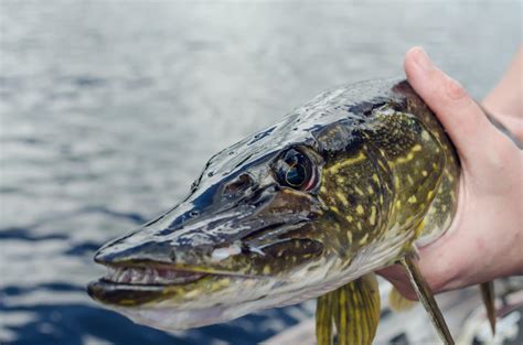 The Facts About Northern Pike Teeth | Fishing Munk