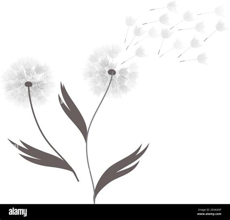 dandelion flower, vector Stock Vector Image & Art - Alamy