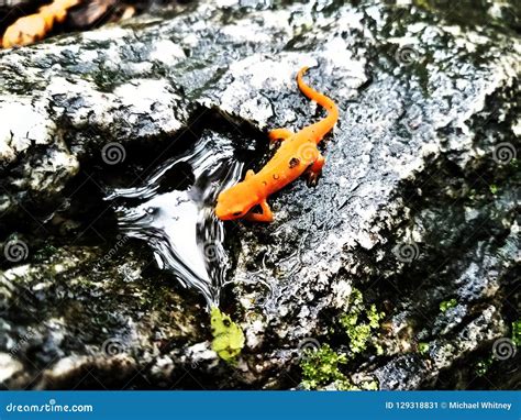 Thirsty Orange Salamander stock image. Image of salamander - 129318831