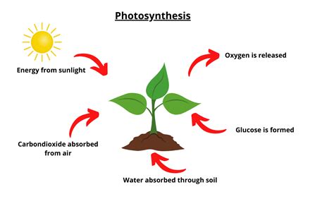 Insights into Oxygenic Photosynthesis & Cellular Structures