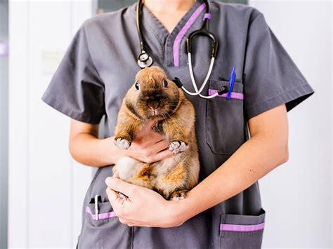 5 Dangerous Rabbit Diseases to Watch Out For | UKPets