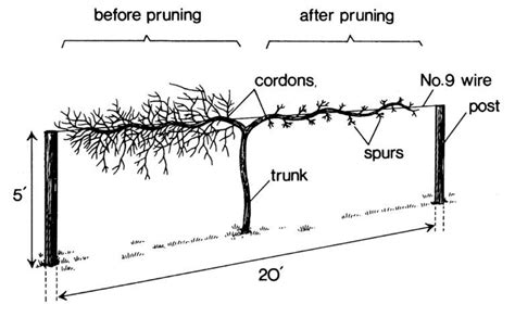 Muscadine Grape | Home & Garden Information Center | Grape plant, Grape vine trellis, Grapes