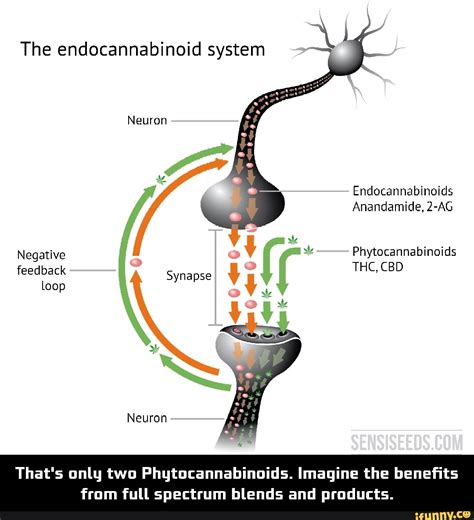 The endocannabinoid system Neuron Endocannabinoids Anandamide, 2-AG Negative Phytocannabinoids ...