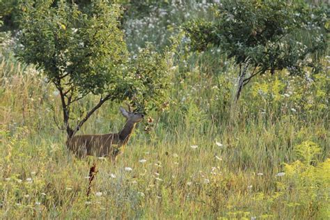 Deer Proofing Fruit Trees - Tips On Keeping Deer Away From Fruit Trees | Gardening Know How