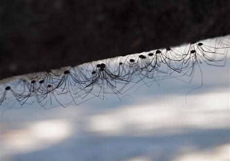 QuickCheck: Are 'daddy longlegs' spiders the most venomous arachnid in existence? | The Star