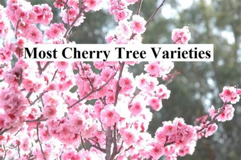 Most Cherry Tree Varieties | GARDENS NURSERY