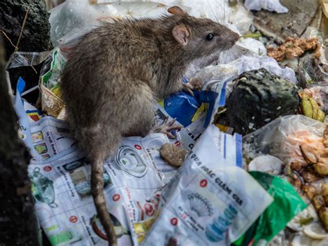 ‘It’s just an all-night buffet’: New York rat infestation blamed on climate change and ...