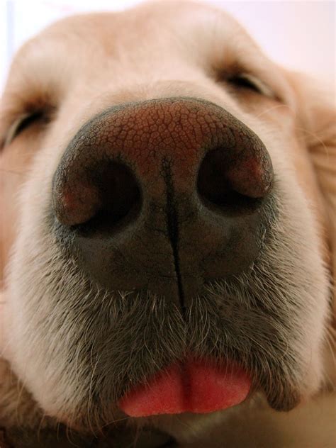 Nose close-up | Pets, Puppies, Cute animals