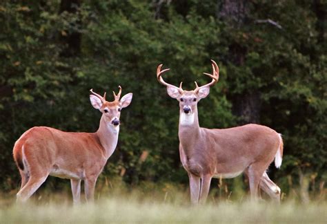 Two White-tail Buck Deer Free Stock Photo - Public Domain Pictures
