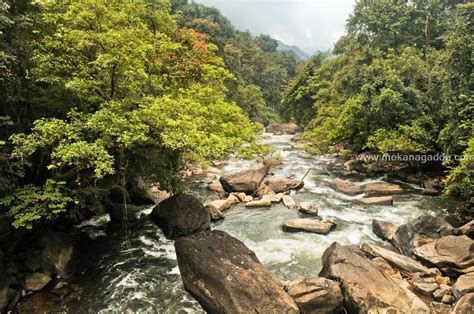 Bisle Ghat Trekking | Western Ghats Rain Forest | Mekanagadde Homestay ...