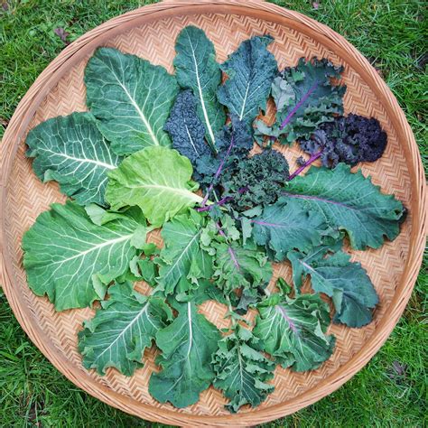 Heattolerant Greens That Will Thrive In Your Summer Garden - lorawilluh