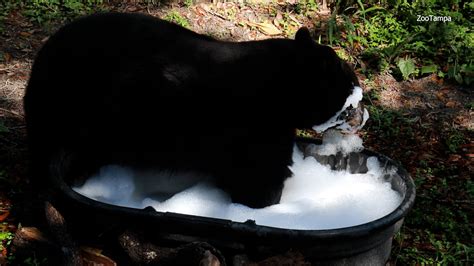 Bear in bubble bath: How ZooTampa animals are cooling off in the heat ...