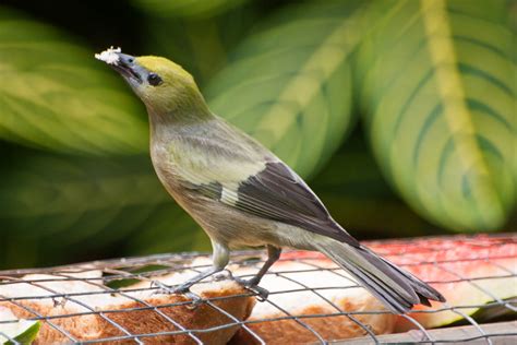 Tobago Birdwatching– the myTobago guide to birding on Tobago