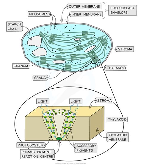 CIE A Level Biology复习笔记13.1.3 Thylakoids & the Stroma-翰林国际教育