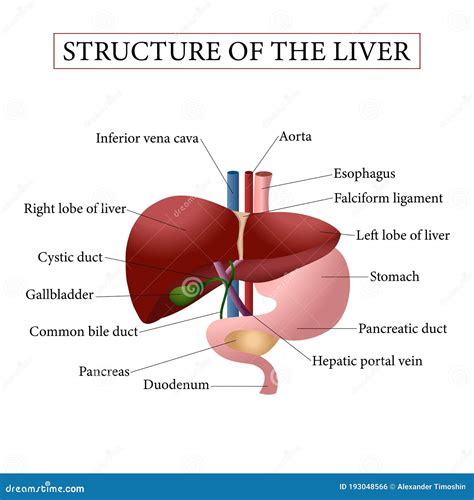 Illustration Of The Human Liver Anatomy Stock Vector Illustration Of | Free Nude Porn Photos