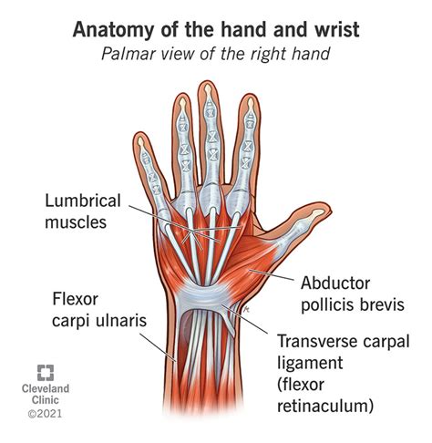 Anatomy of the Hand & Wrist: Bones, Muscles & Ligaments