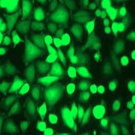 Green Fluorescent A375 Cell Line – Cells Online