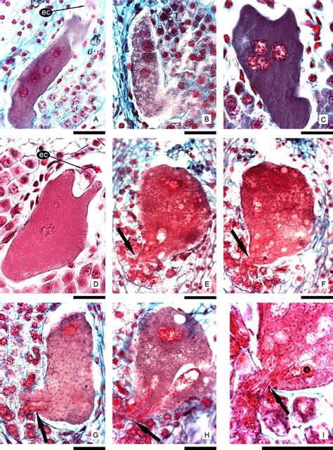 Endosperm development: first stage of a coenocyte formation and later ...