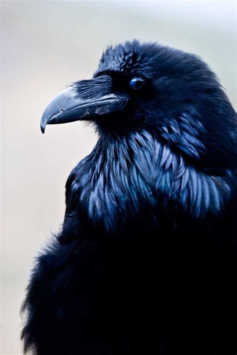 Common Raven. Photo by Yellowstoned | Raven bird, Crow, Raven