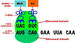 Anticodon - Definition and Examples - Biology Online Dictionary