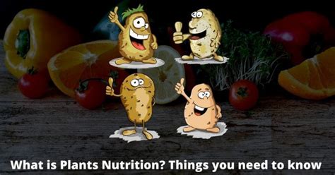 What is Plants Nutrition? Things you need to know - sciencendtech