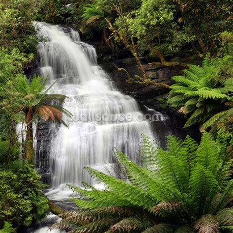 🔥 [40+] Rainforest Waterfall Wallpapers | WallpaperSafari