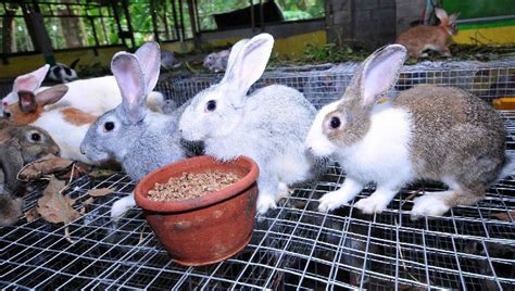 Rabbit Farming Buy Rabbit Farming in Jaipur Rajasthan India from Om Rabbit Farming