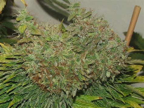 Top 12 Heavy Indica Dank Strains From Seed | Mold Resistant Strains