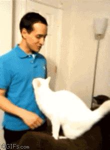 The 46 Cutest Cat GIFs Ever