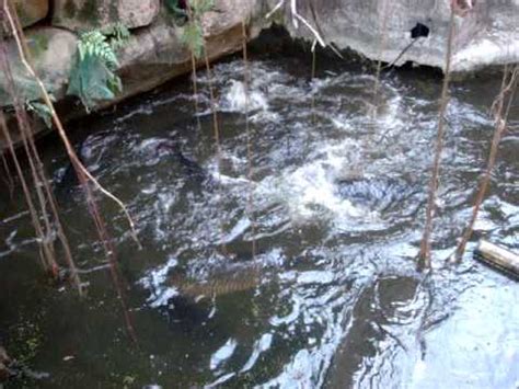 Arapaima at Ark Avilon Zoo - YouTube