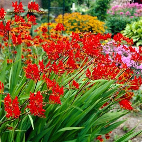 Lucifer Crocosmia Seeds - Etsy