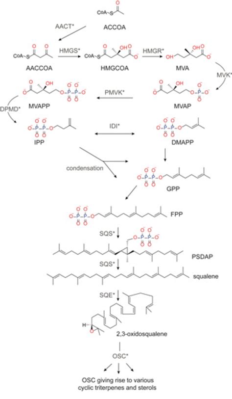 Triterpene biosynthesis via the MVA pathway leading to the sterol... | Download Scientific Diagram